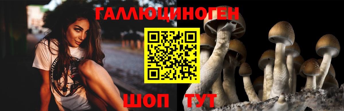 магазин    Вход с VPN  Котельники  Псилоцибиновые грибы MAGIC MUSHROOMS  Галлюциногенные грибы Psilocybe 